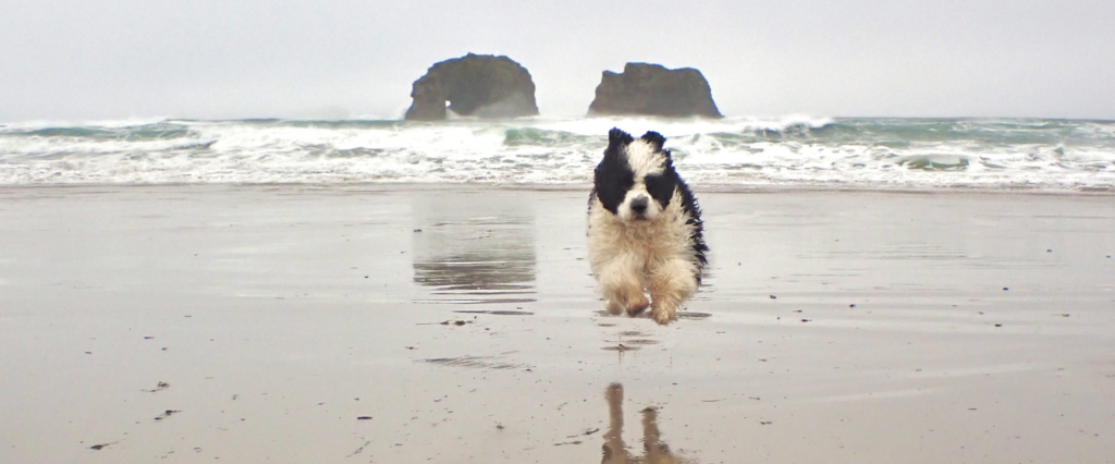 A Portuguese water dog runs along an ocean beach in Oregon in front of two famous rocks