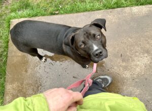 a pit bull mix looks up attentively while being walked on a loose leash