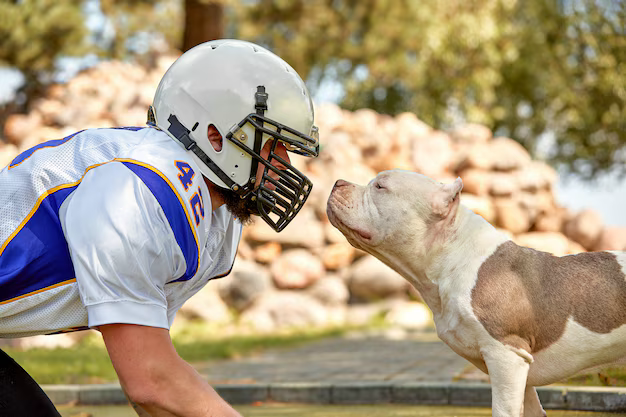 A man wearing an American football uniform and helmet with face guard similar to a muzzle for a dog, face to face with a pit bull terrier