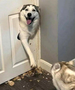 A young husky smiles happily as she busts destructively through a door in their home, with resulting debris on the floor