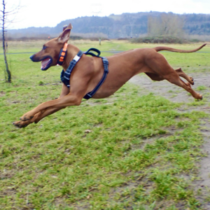 A Rhodesian ridgeback leaps through the air across an open grassy field