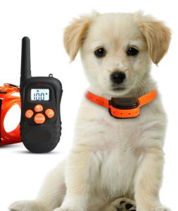 A small puppy sits and looks cute but it has a shock collar on, and the remote control is shown nearby