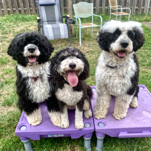 Three dogs with curly, fuzzy black and white hair sit side by side atop training platforms