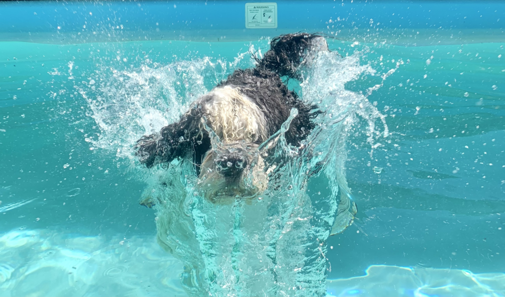 A Portuguese water dog makes a big splash in a swimming pool