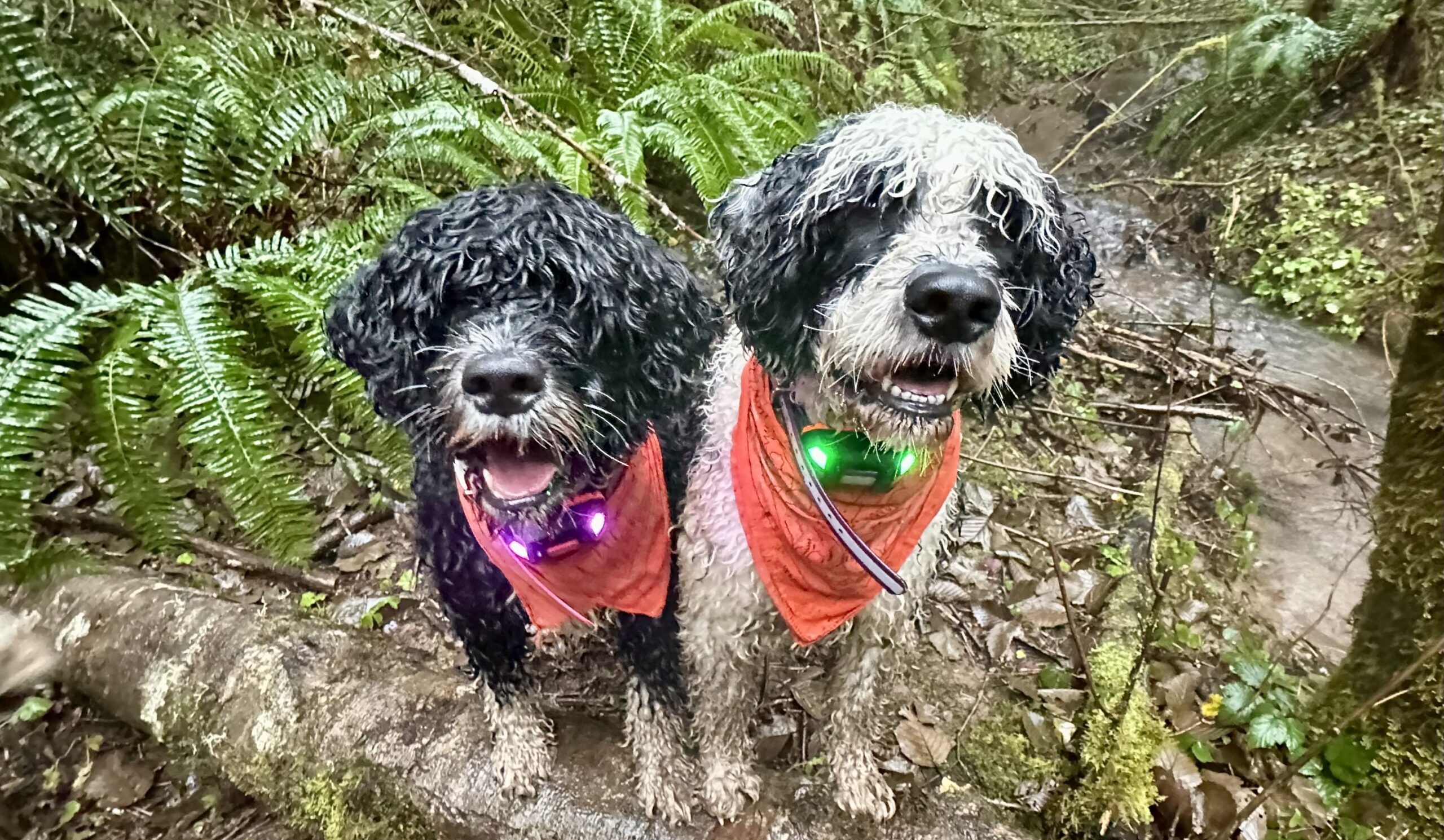 Two rain soaked Portuguese water dogs, wearing bright bandannas and GPS collars, stand on a log in the forest.