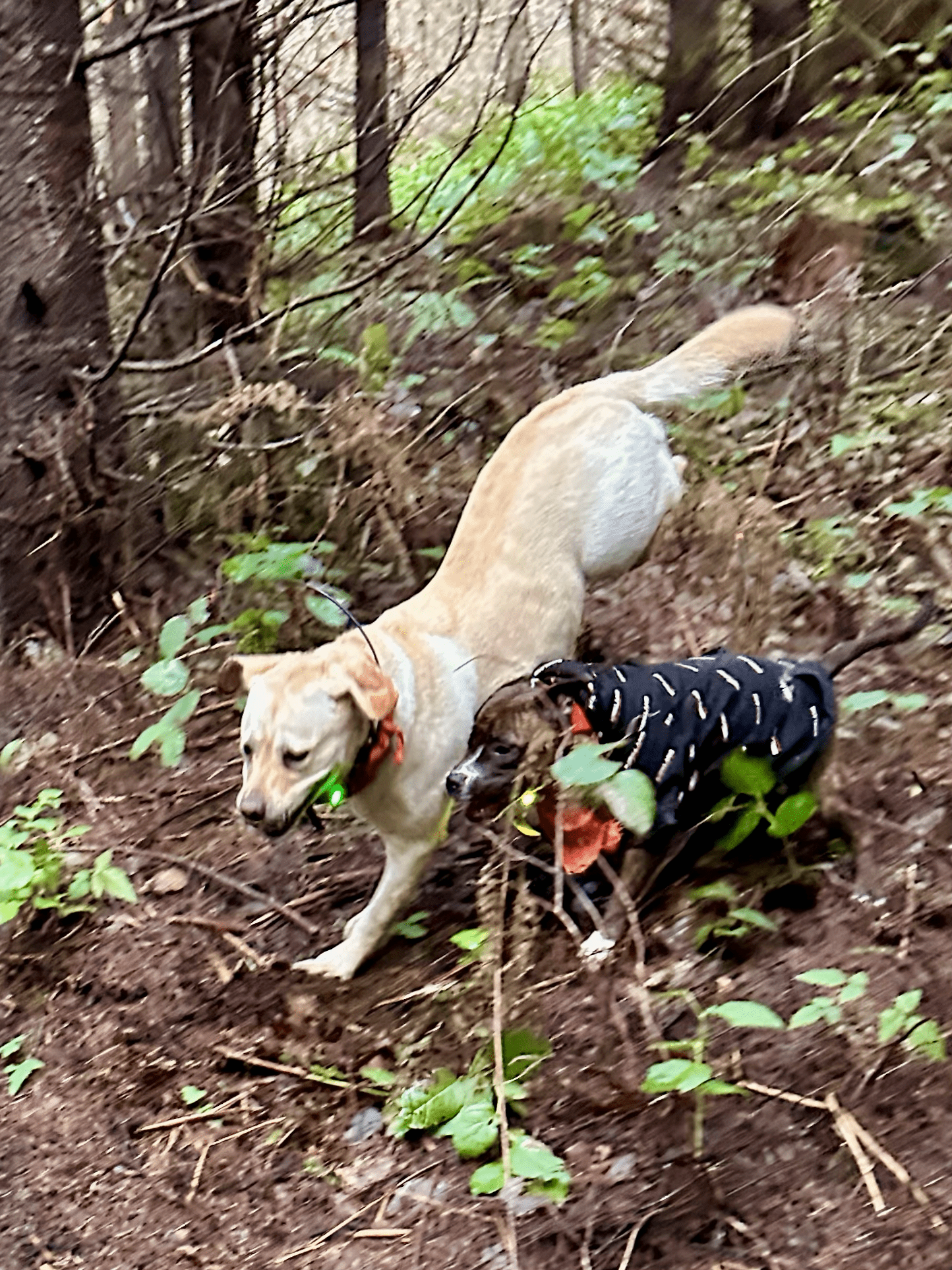 A yellow lab and a small pittie race down a steep hillside through wild vegetation.