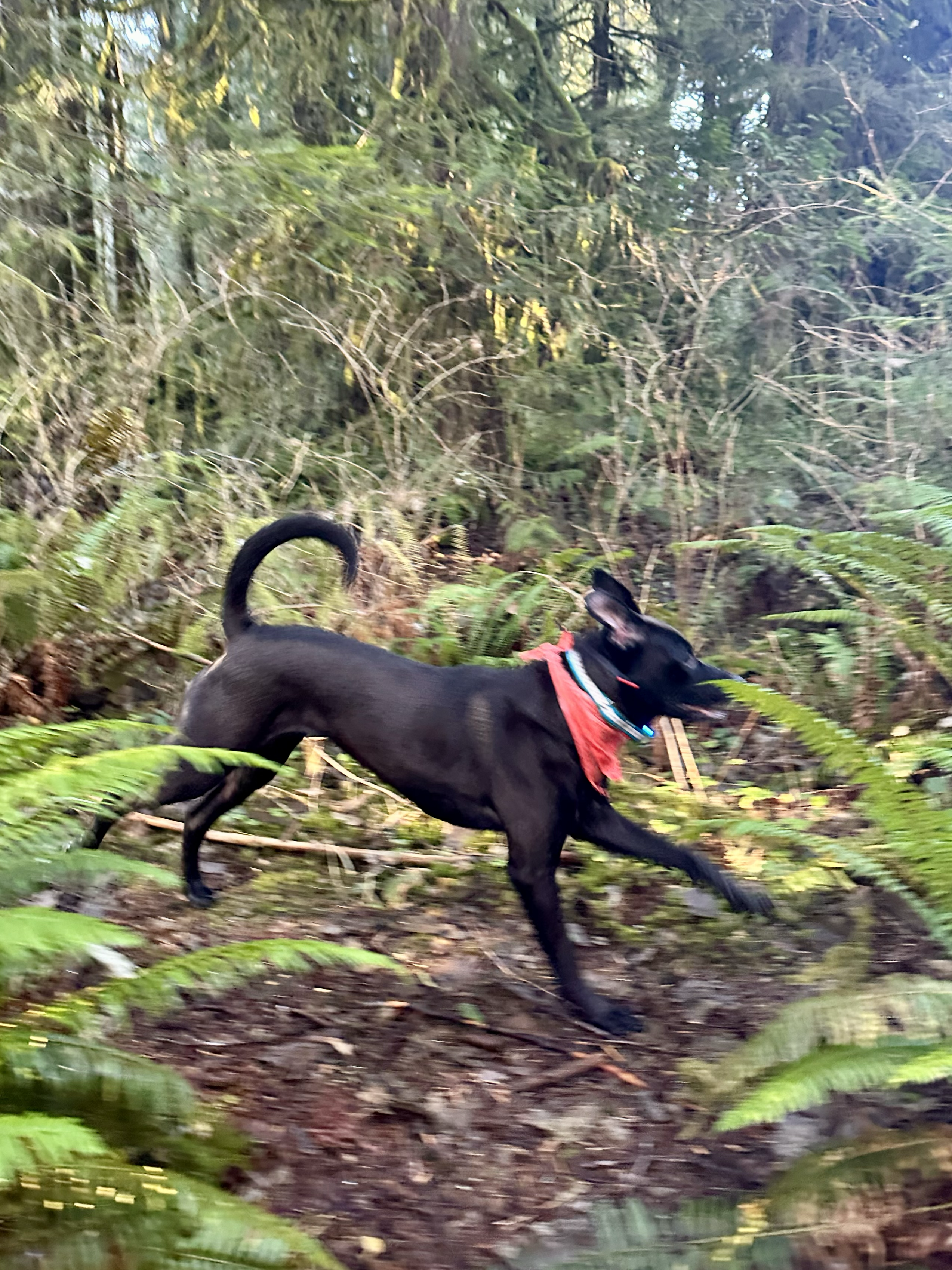 A tall and lean black dog runs exuberantly through the woods, tail held high.