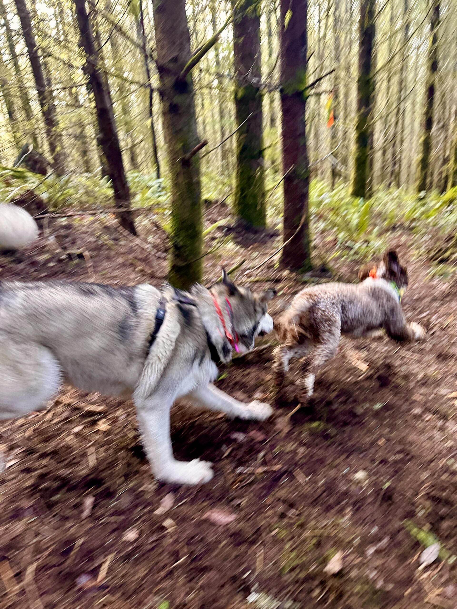 A malamute chases a Portuguese water dog at high speed through the forest.