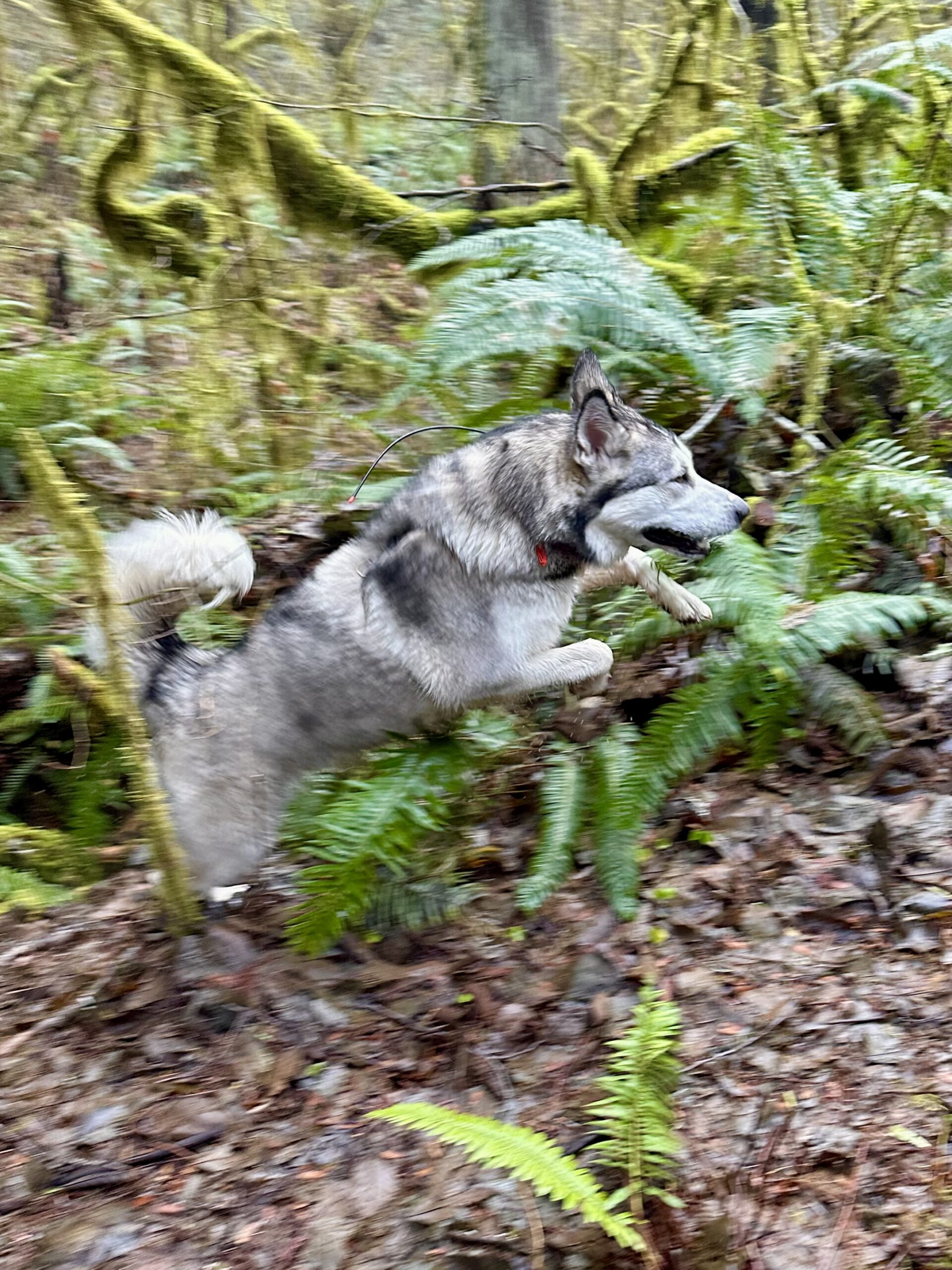 A large malamute leaps exuberantly uphill through the ferns.