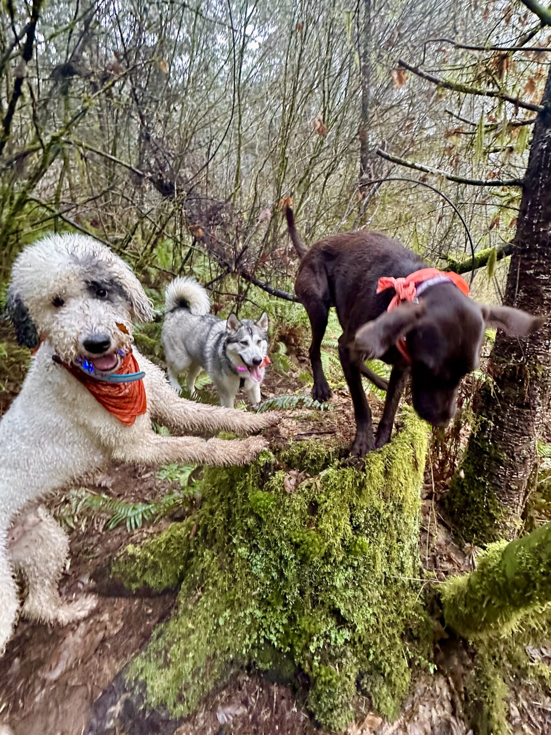 Smiling dogs climb on and around a moss and lichen covered tree stump.