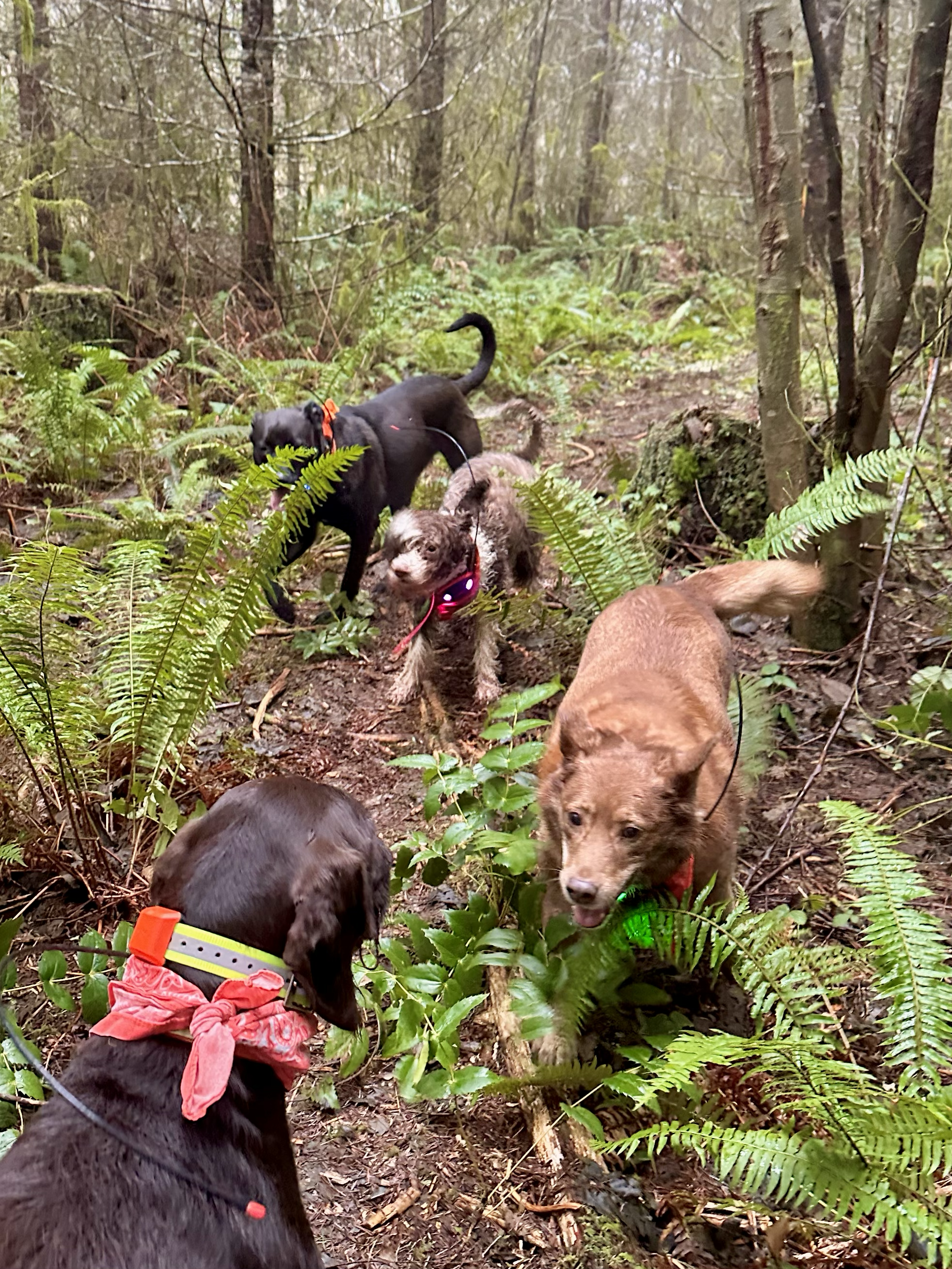 Four dogs run playfully between ferns and mossy trees in the forest.