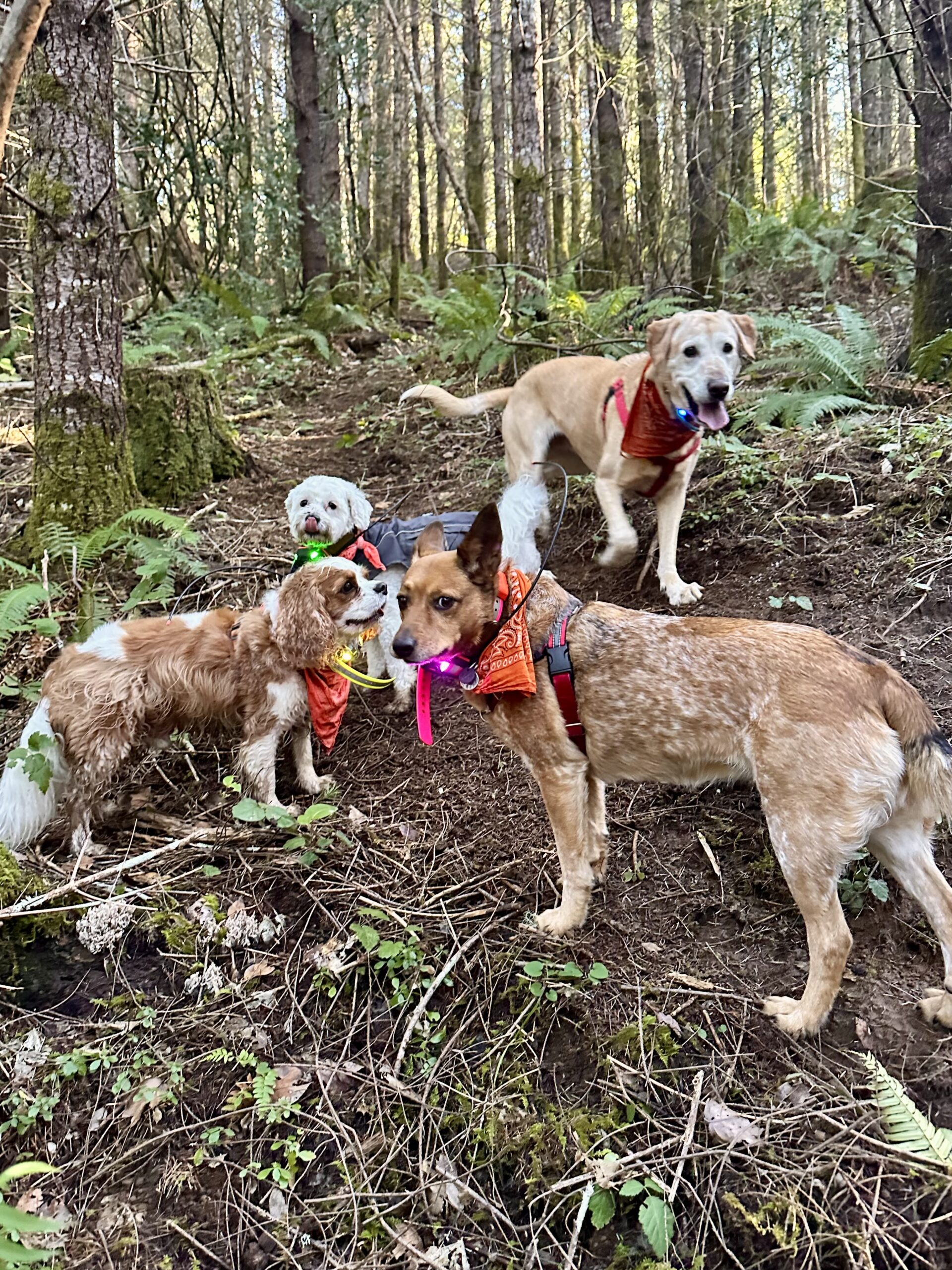 Four dogs wearing bandannas pose together on a steep hillside in the woods.