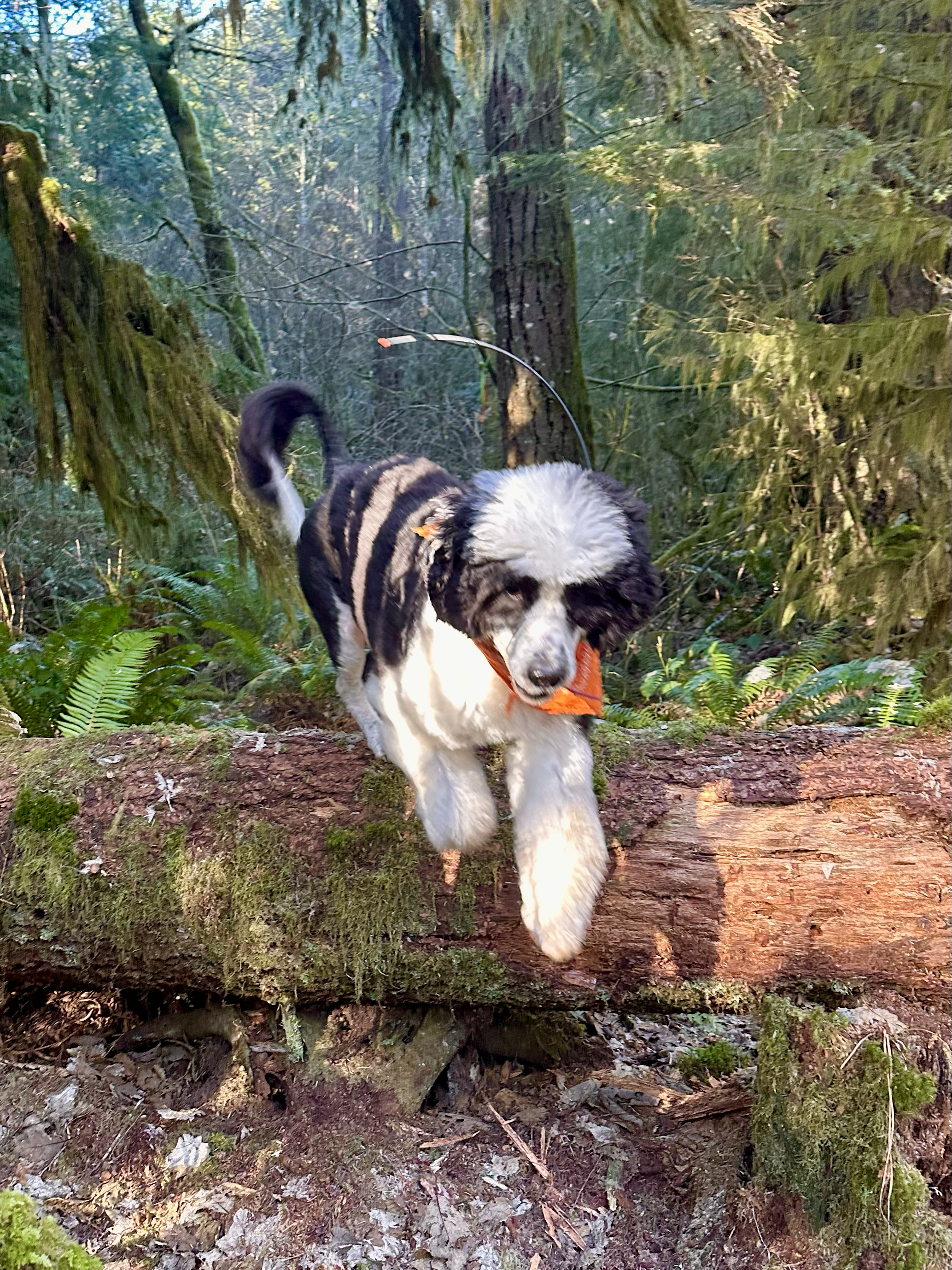 A Portuguese water dog leaps over a fallen tree in the mossy forest.