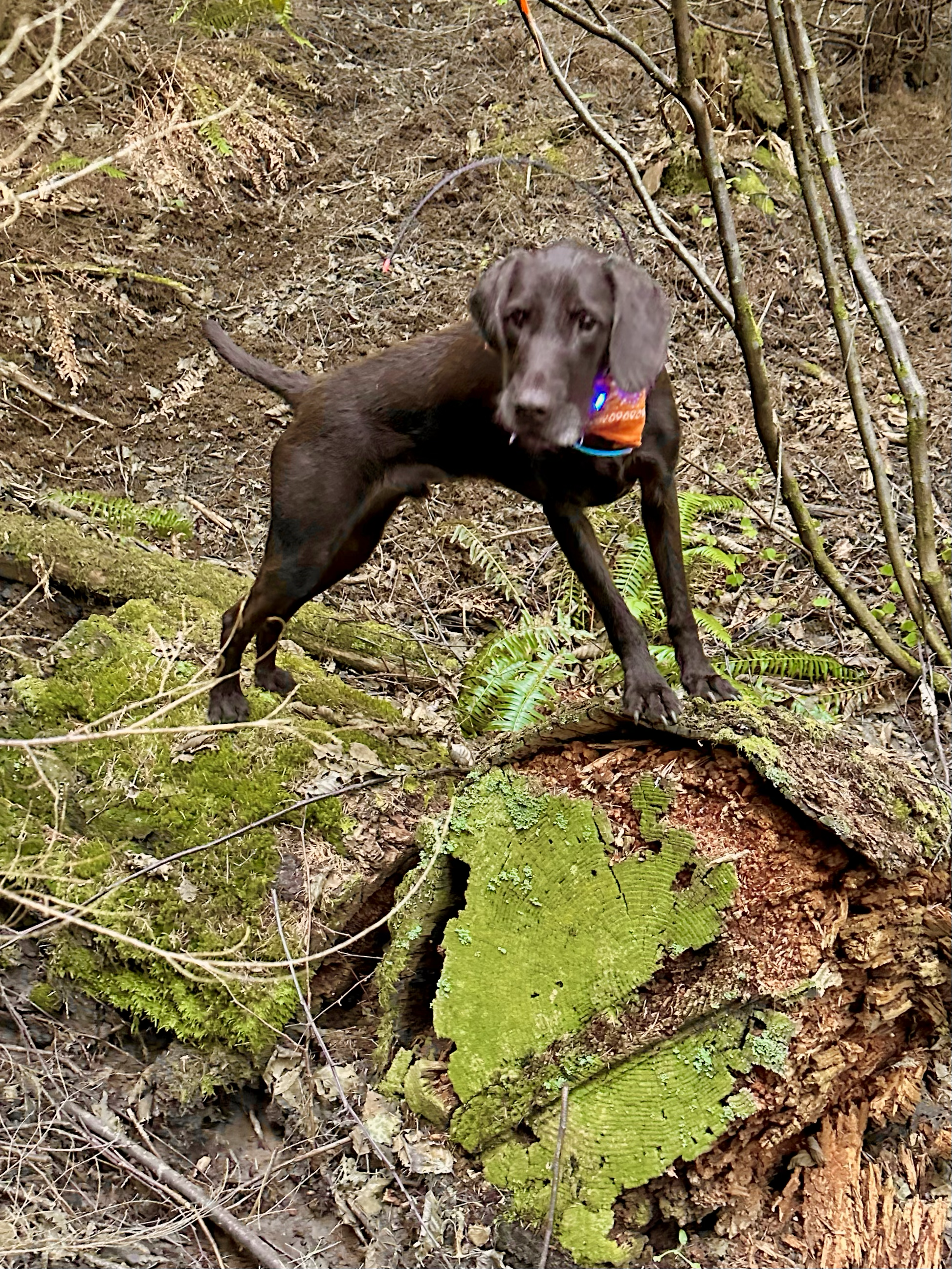 A lean brown dog stands like a bridge atop two large segments of an old sawn-down tree.