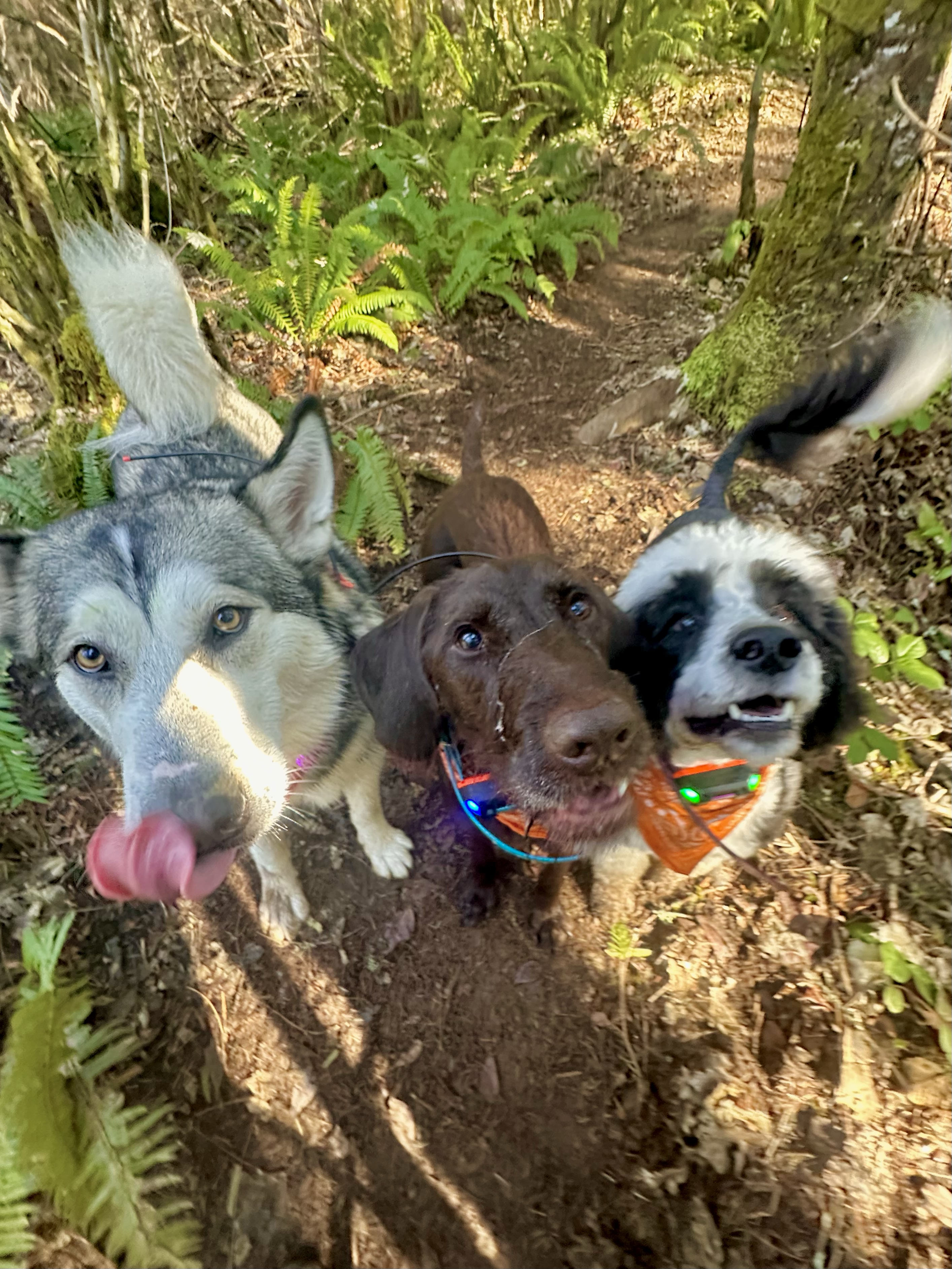 Three dogs look up eagerly for treats on a footpath through the woods.