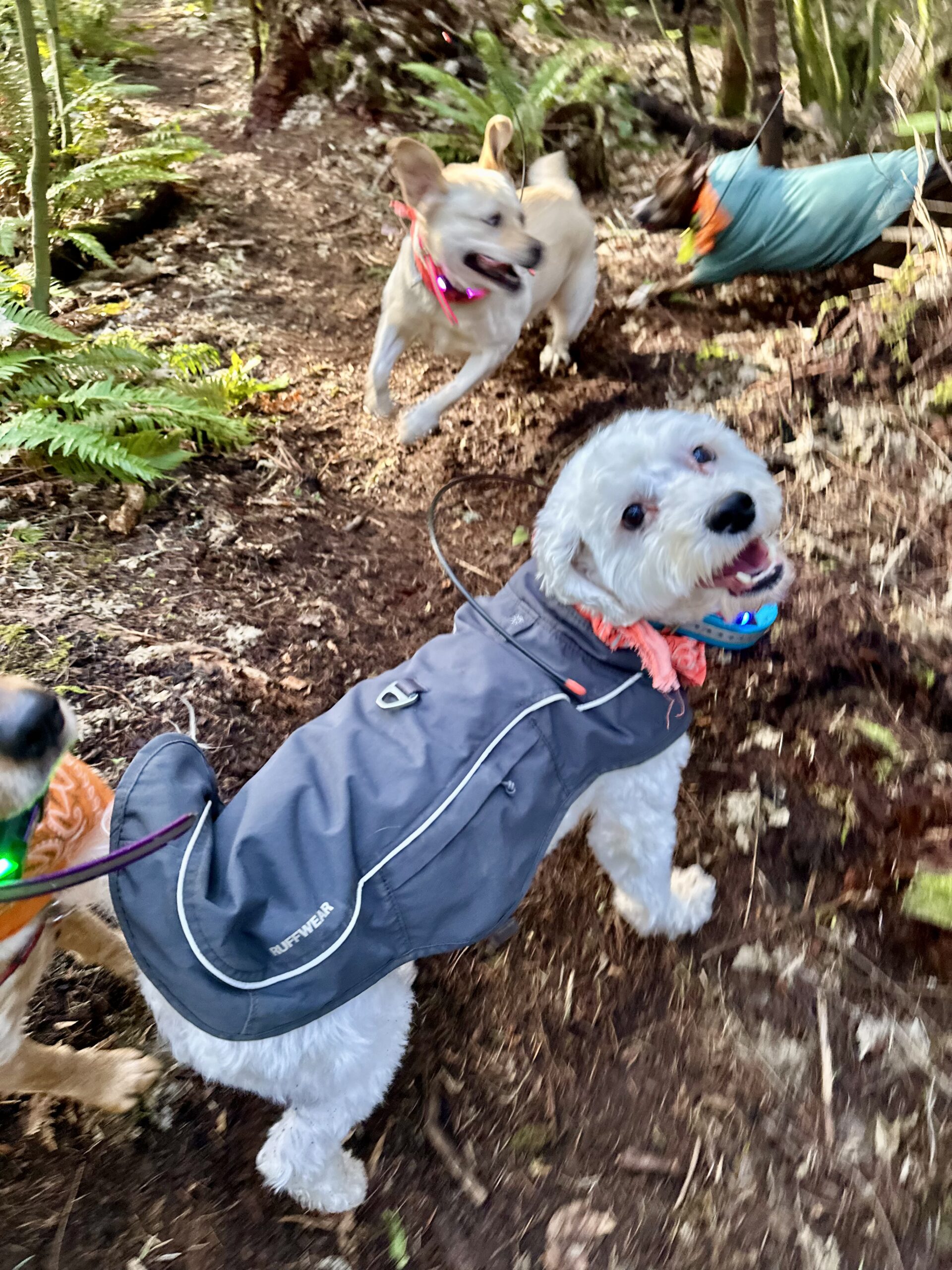 On a footpath in the woods, a small poodle looks up and smiles, while two other dogs chase rambunctiously nearby.