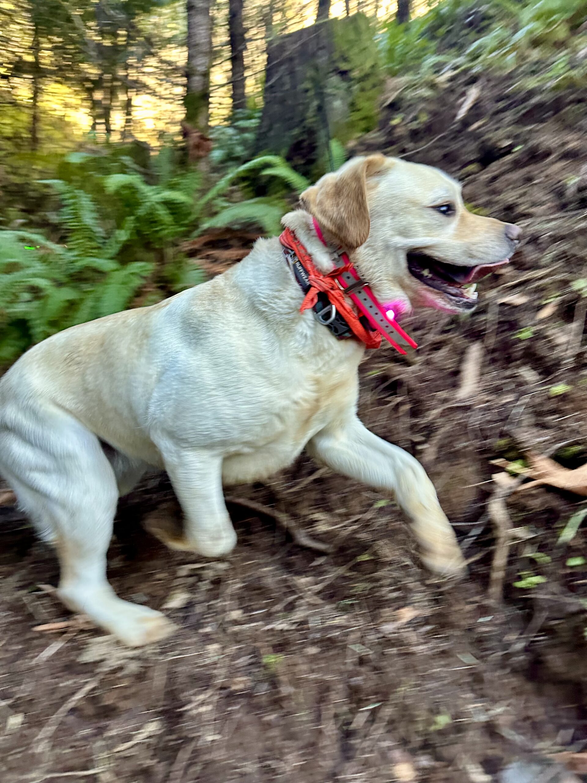 A smiling yellow lab runs energetically up a steep hillside.