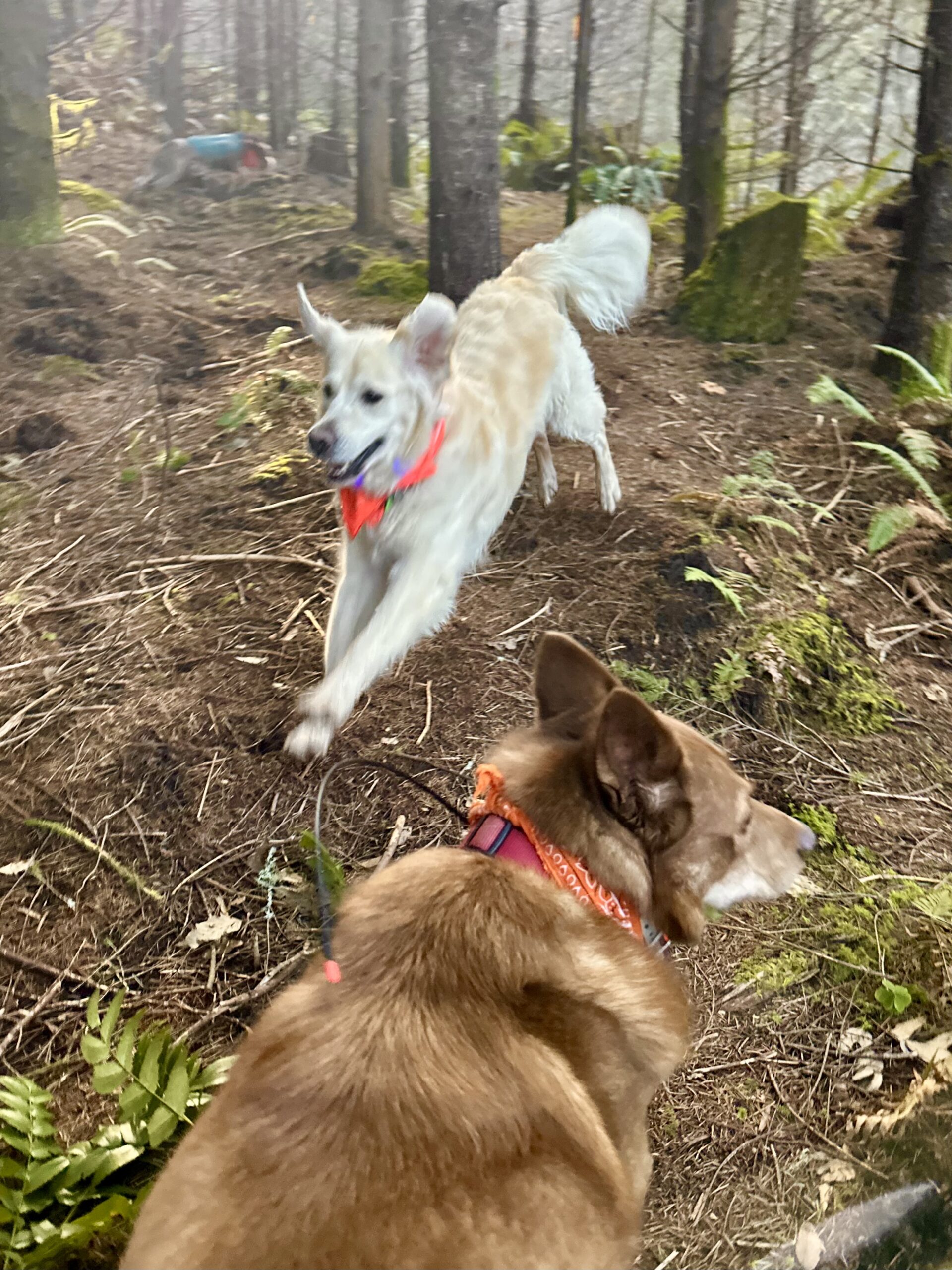 A big cream retriever dog runs through the woods while another dog watches nearby.