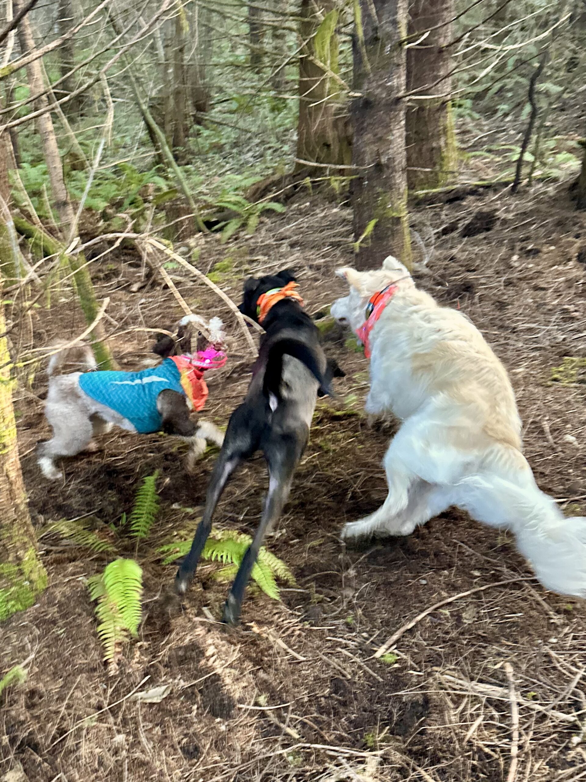 Three dogs run and romp together excitedly between trees on a hillside.