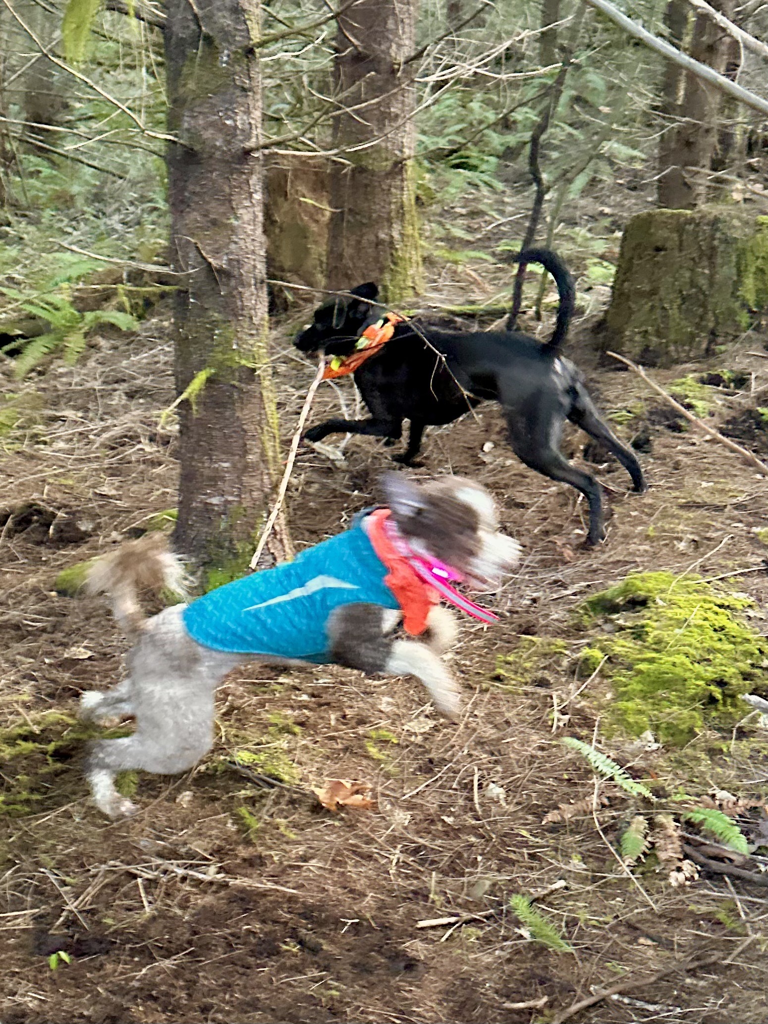 A smaller curly dog and a taller lean black dog run in circles around the trees.