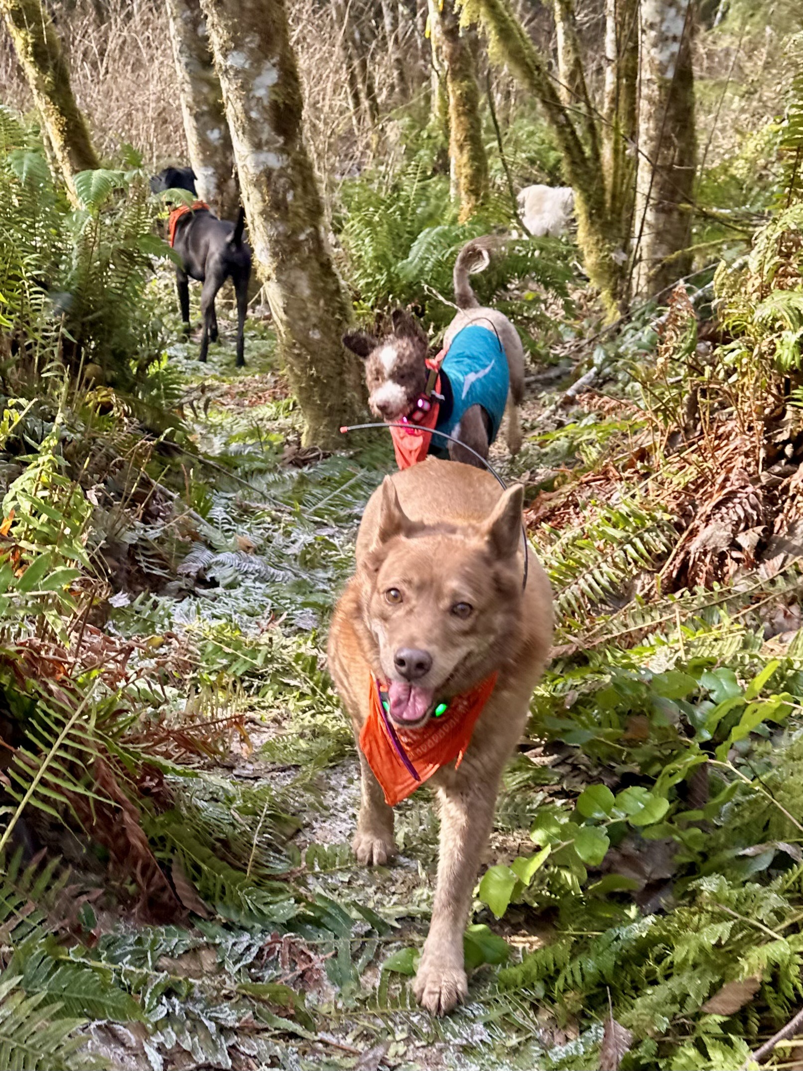 Three smiling dogs amble along a narrow footpath through wild vegetation, with frost on the leaves.