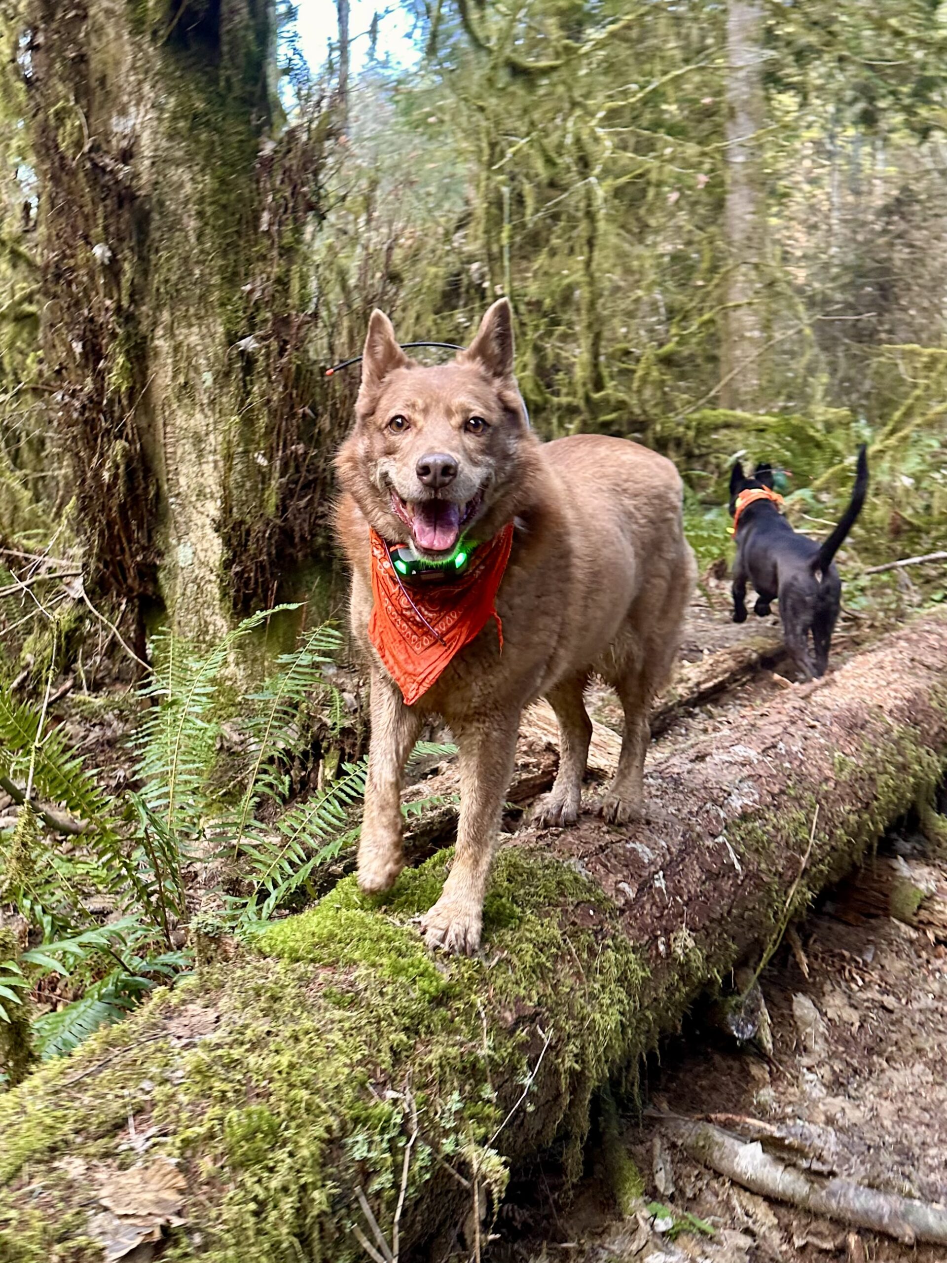 A cattle dog with a huge smile stands atop a fallen tree, with mossy woods all around.