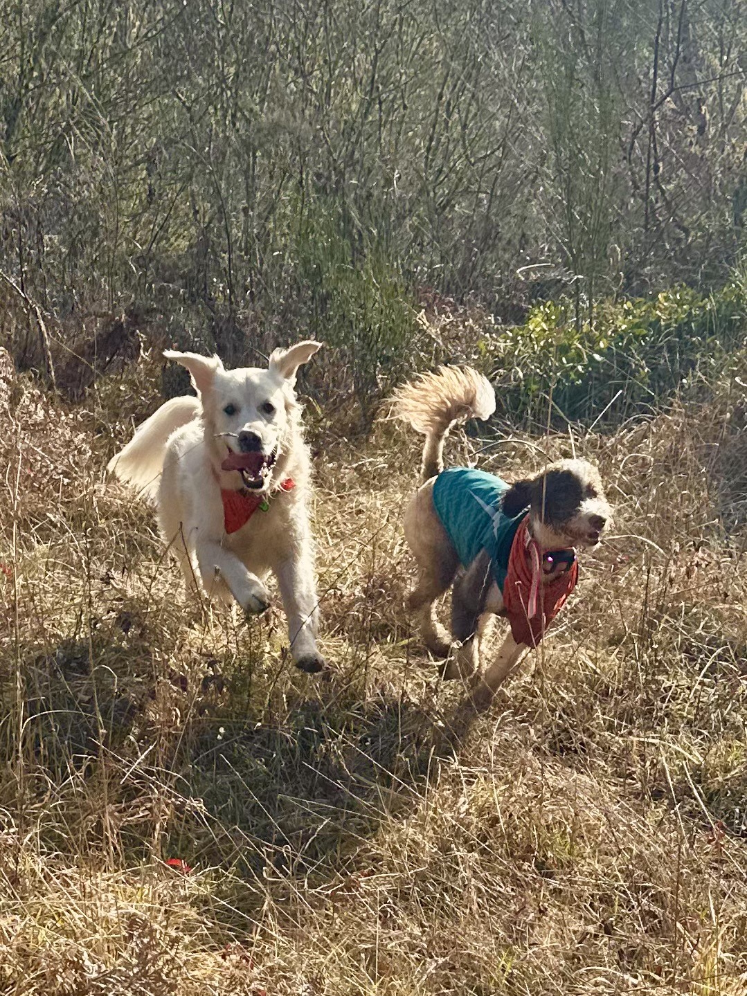 Two smiling dogs run enthusiastically through tall dry grass in the sunshine.