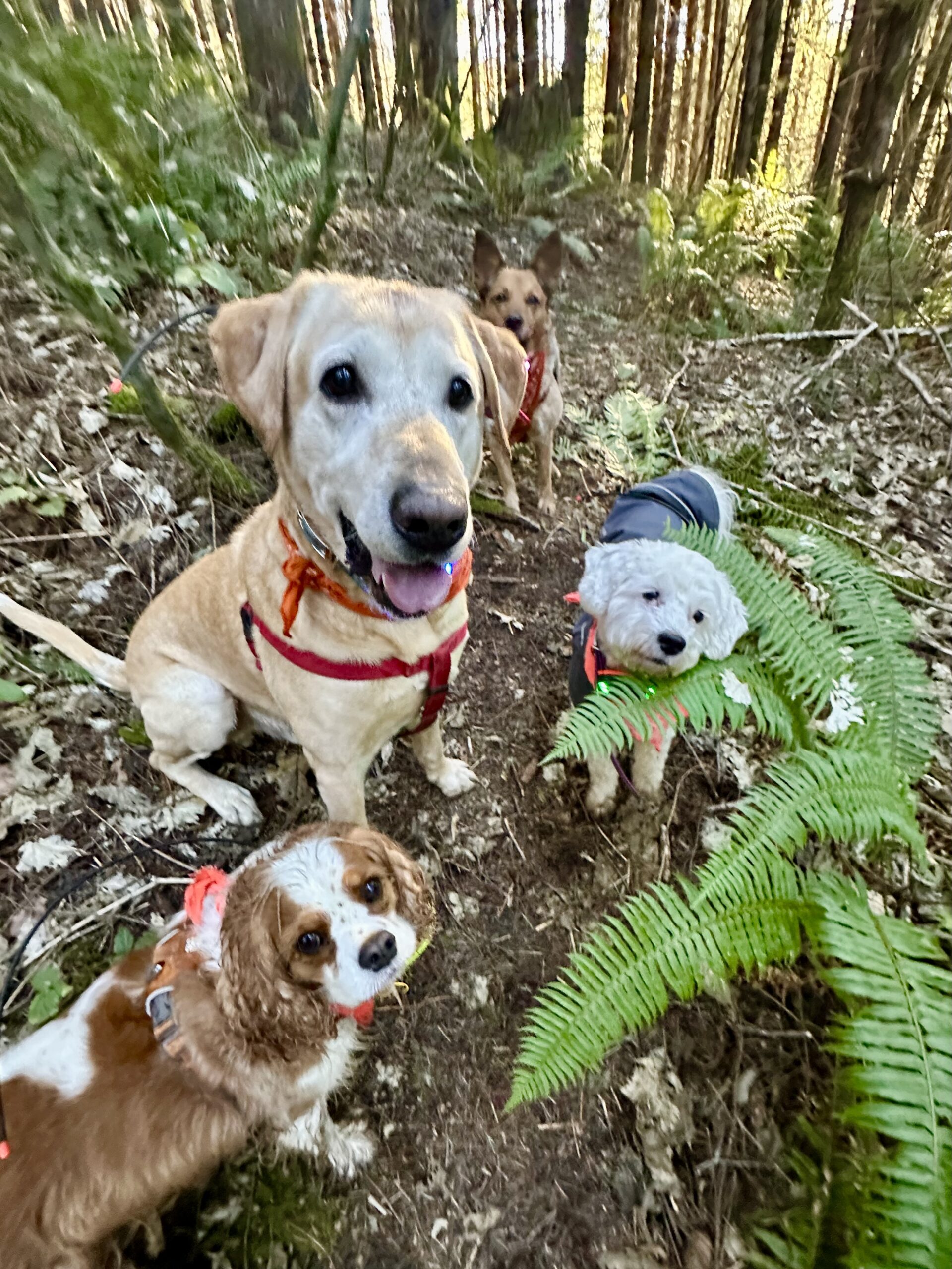 Four dogs pose together for treats on a slope in the woods.