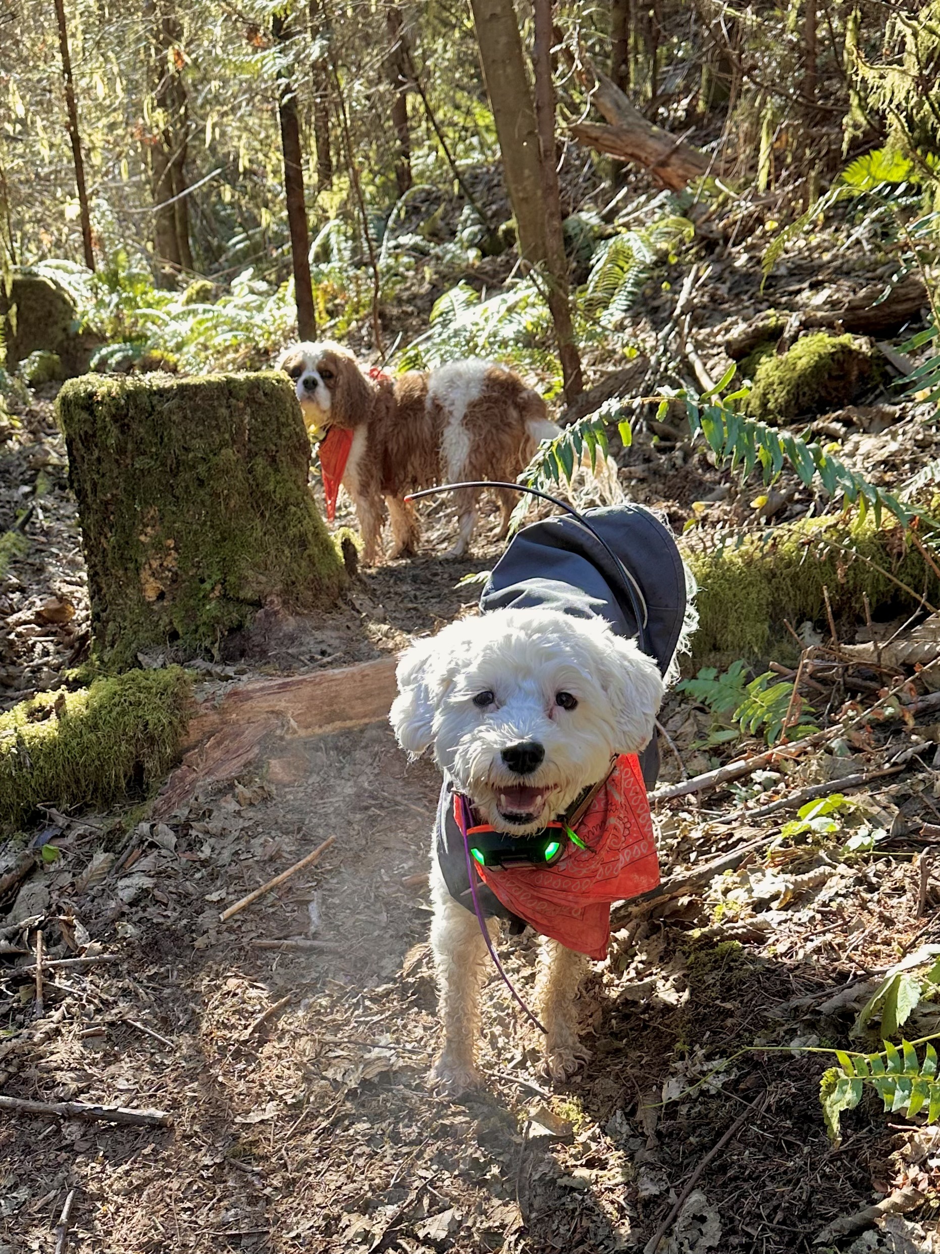 A smiling little poodle and a cavalier spaniel stand on a footpath in the woods, bathed in sunshine.