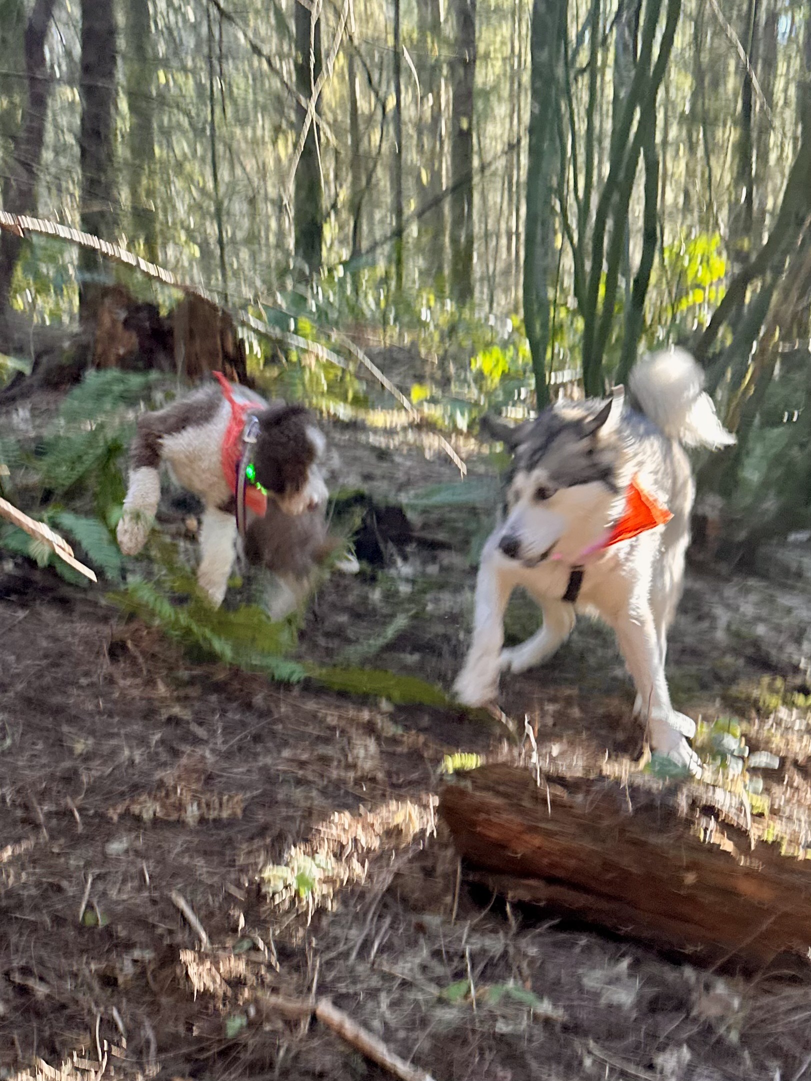 A Portuguese water dog and a malamute chase each other in a wild rumpus through the woods. All of their legs are going every which direction.