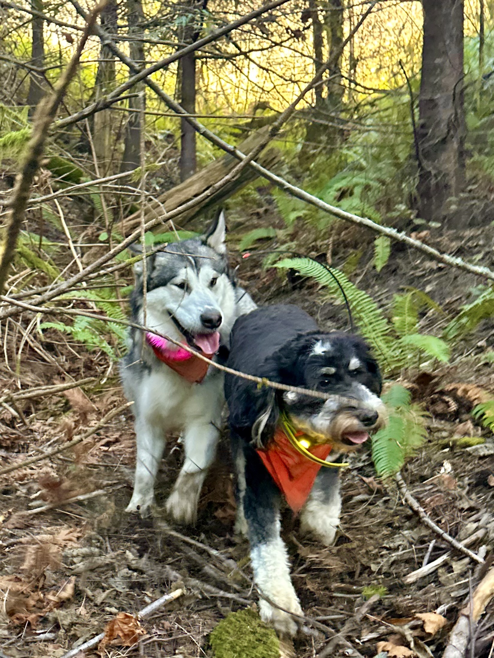 A malamute and a bernedoodle, both smiling, run together through wild vegetation and branches going everywhere.