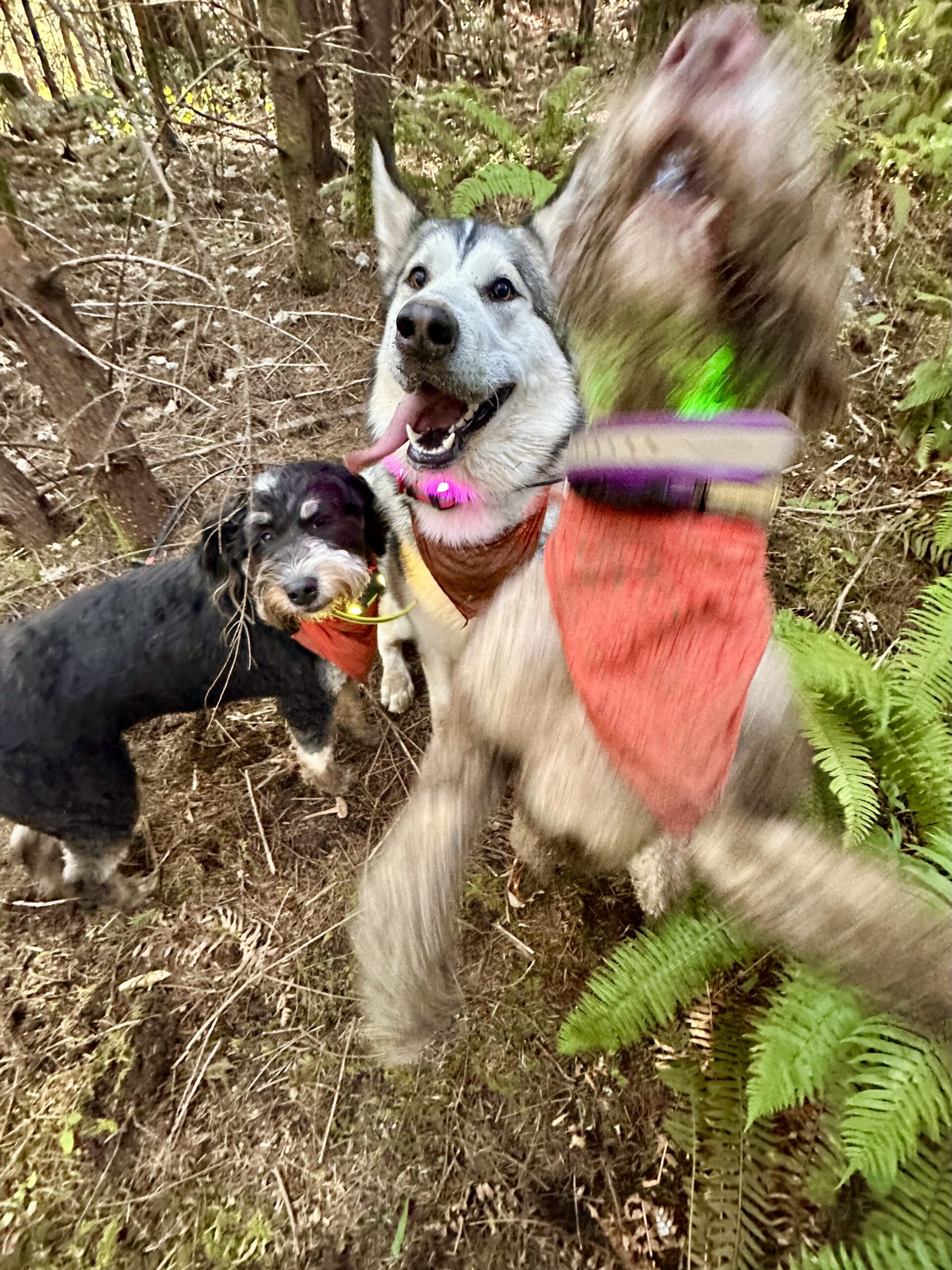 Three playful dogs on a wooded hillside. One looks skeptical, one has a big goofy grin, and one is jumping upward in a blur.