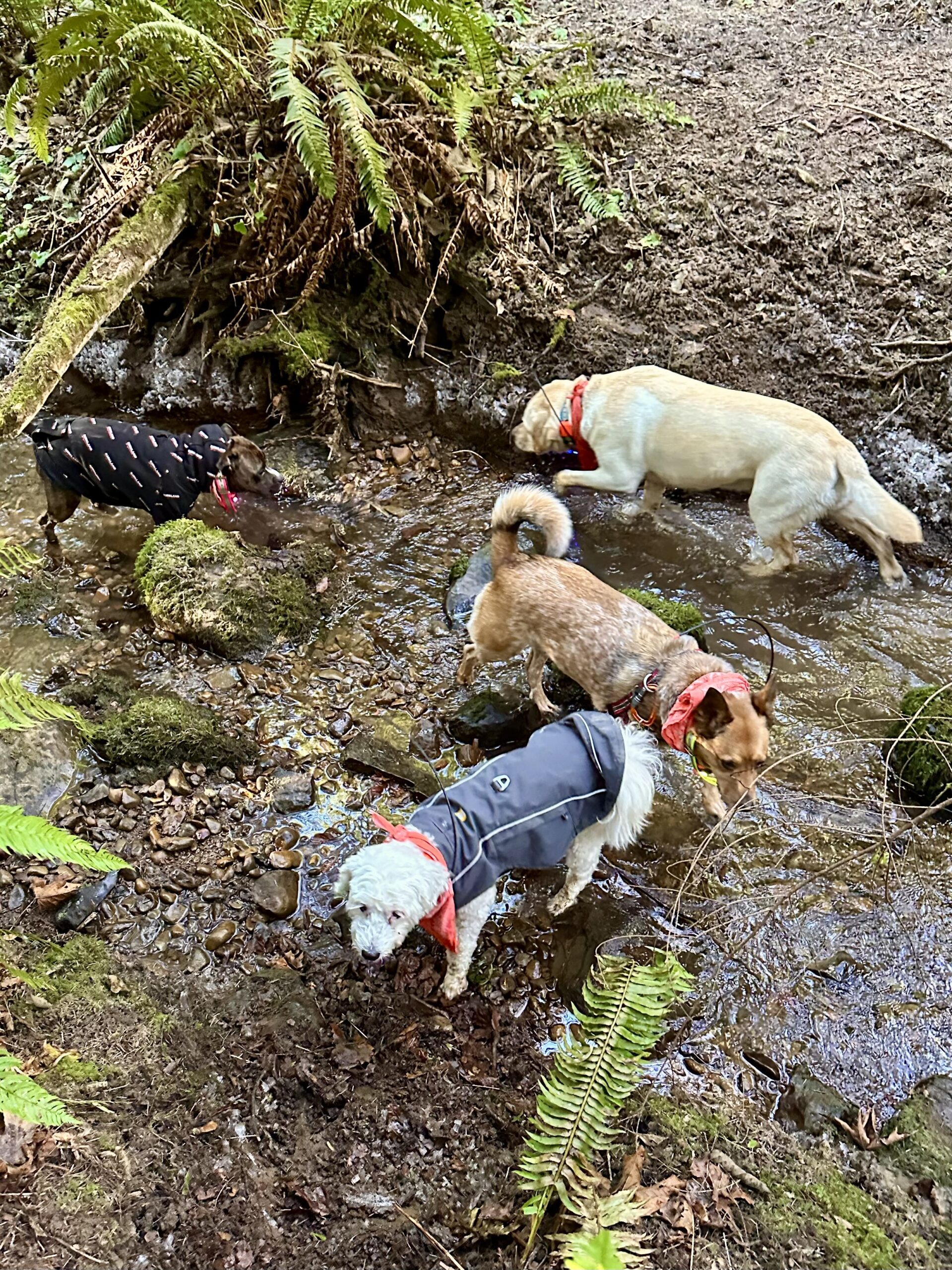 Four dogs wade in a wide shallow creek and drink to cool off.