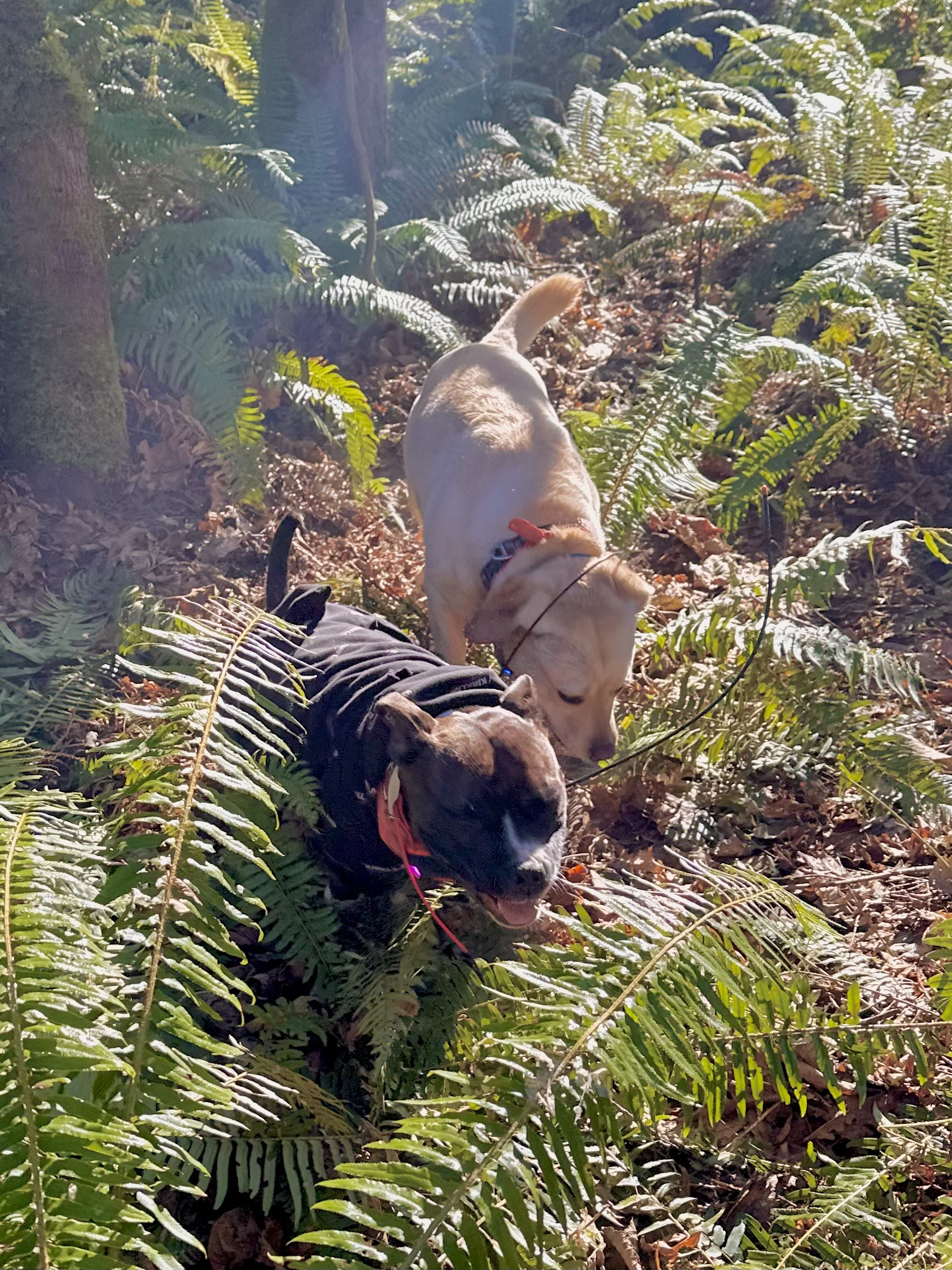 A pittie and a yellow lab jog through ferns with bright sun shining down.