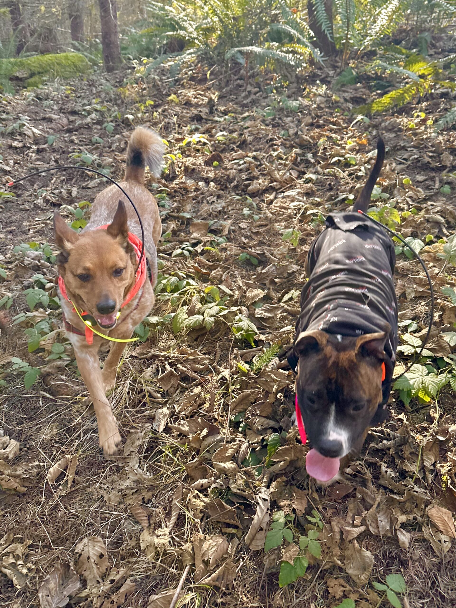 A cattle dog and a small pittie jog next to each other through fallen leaves in the sunlight.