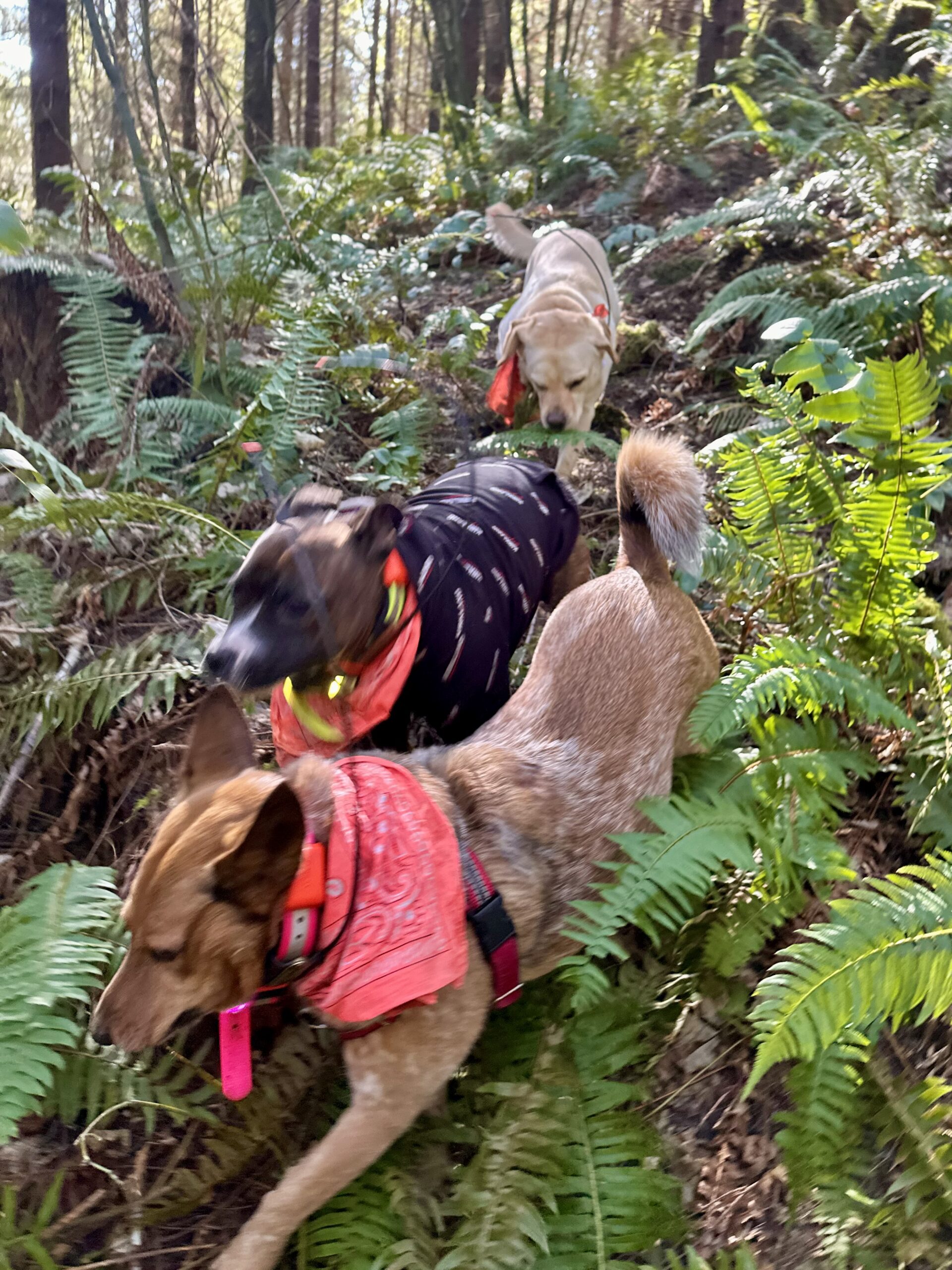 A heeler, a little pit bull, and a yellow lab race down a steep hill covered in wild vegetation.