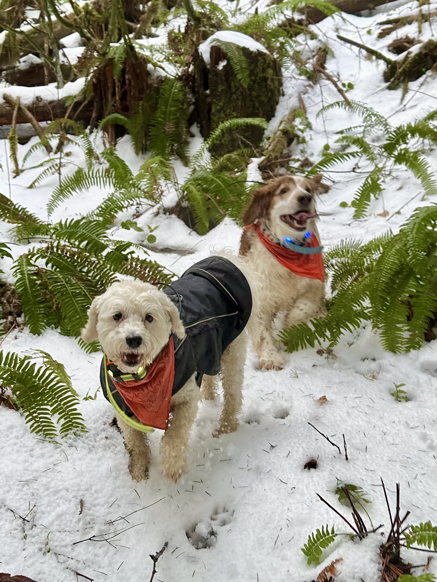 A small poodle and a welsh spaniel run between ferns, the ground covered with snow.