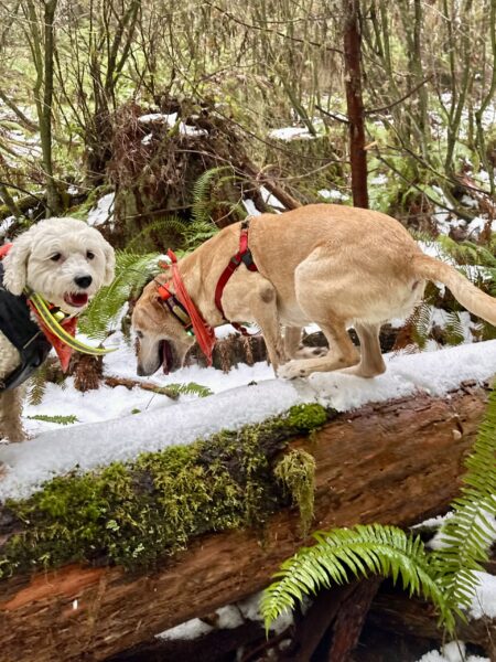 A poodle and a big yellow lab leap atop a snow covered fallen tree.