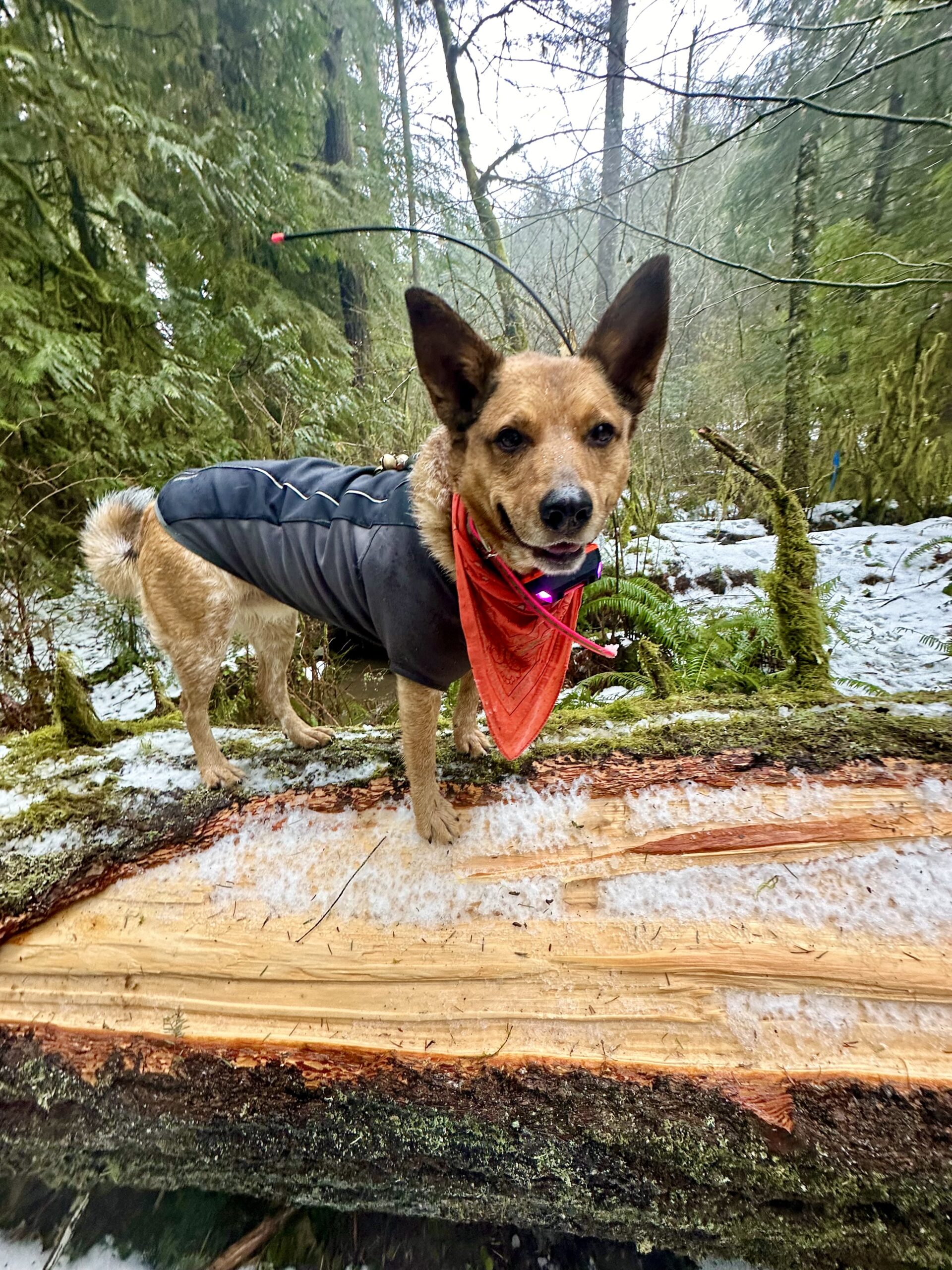 A red heeler dog stands alertly atop a big fallen tree dusted with snow.