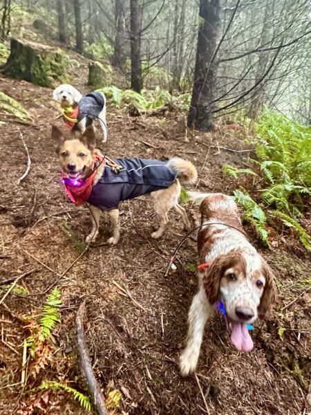 Three smiling dogs stand on a steep hillside with trees and ferns.