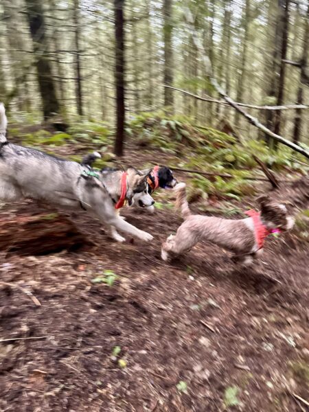 Three dogs chase at high speed down a wooded hillside.