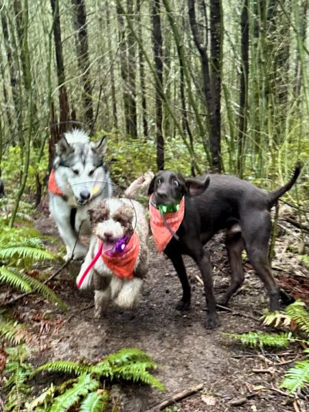 Three dogs barrel after each other through the forest. Two have happy expressions, and one looks quite alarmed!