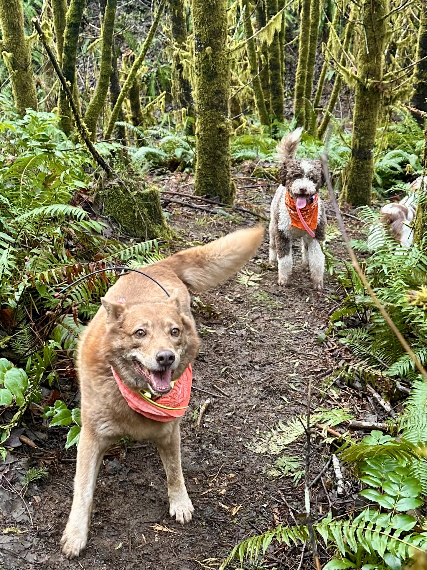 A cattle dog and a water dog with big smiles stand on a trail between ferns and tall moss covered trees.