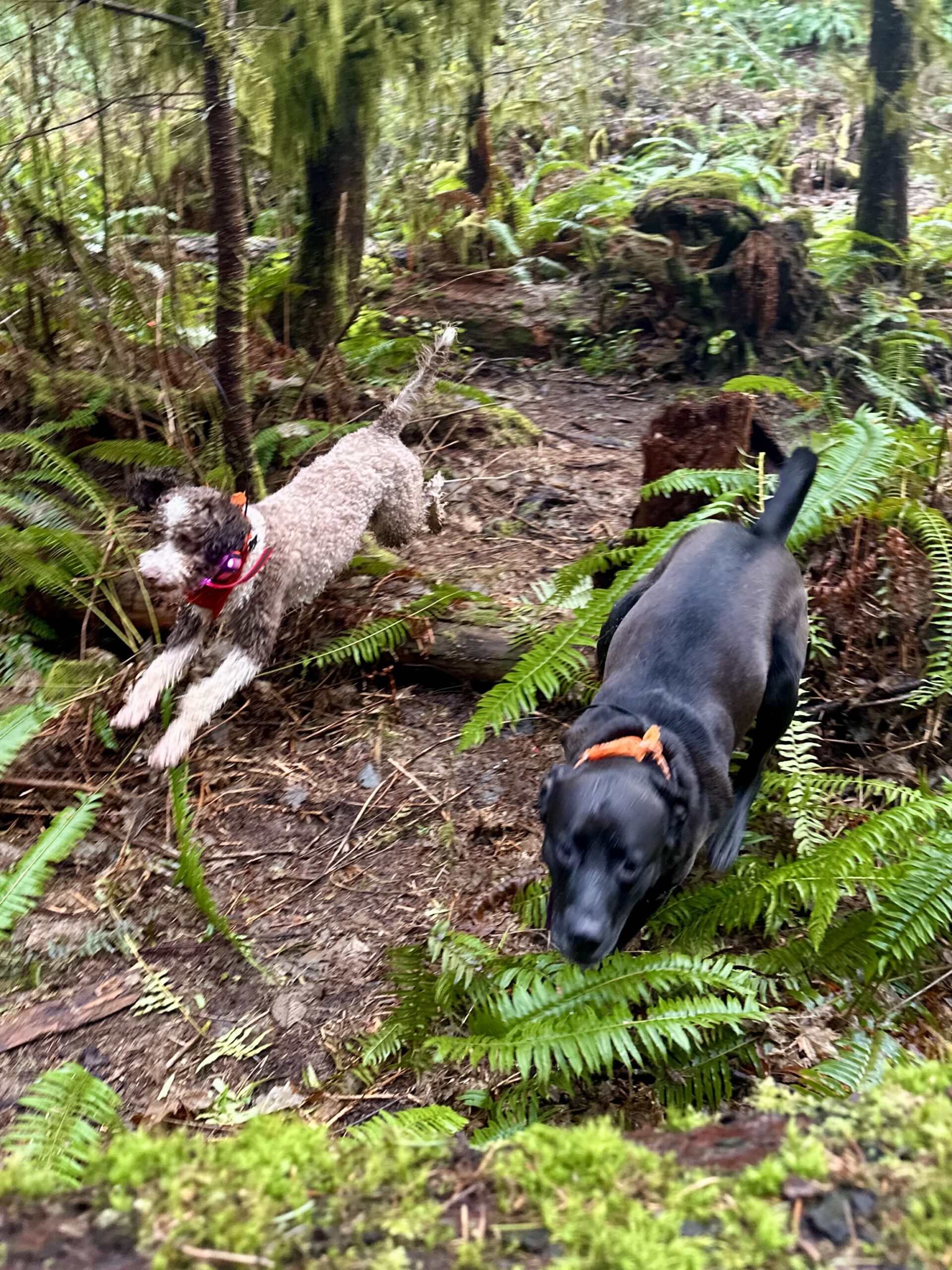 Two dogs race at high speed through the woods, leaping over vegetation and fallen trees.