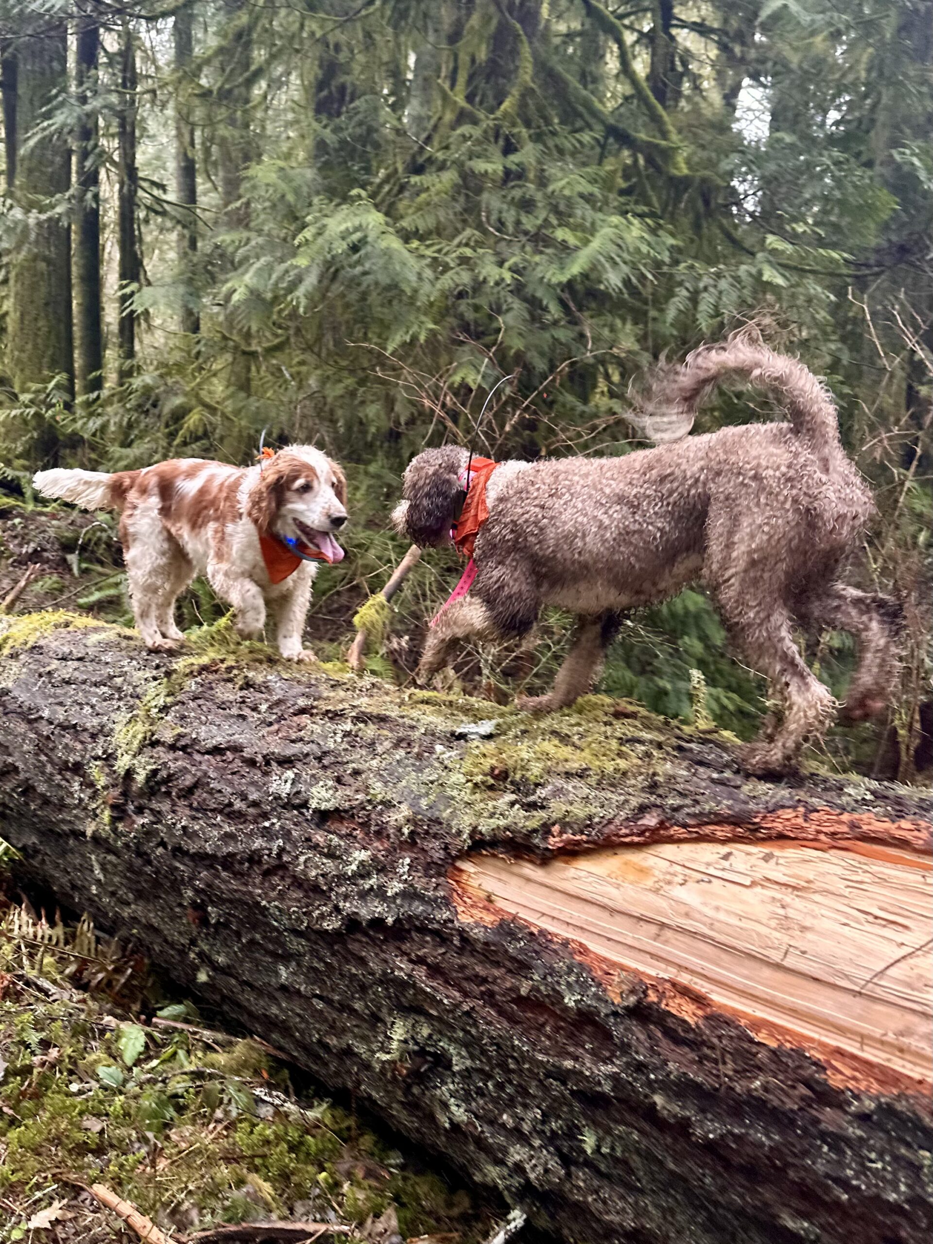 A water dog and a welsh spaniel meet face to face walking atop a giant fallen tree.