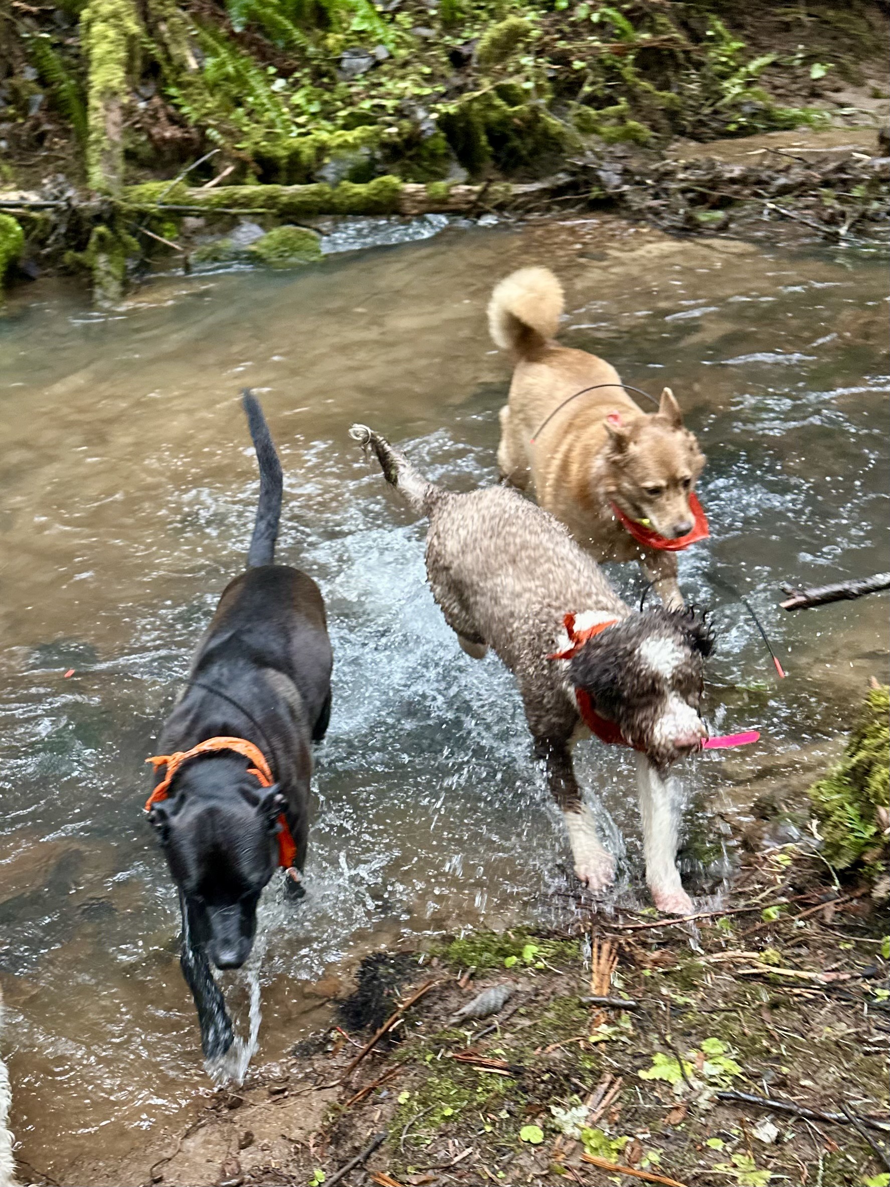 Three dogs run splashing side by side through a creek in the woods.