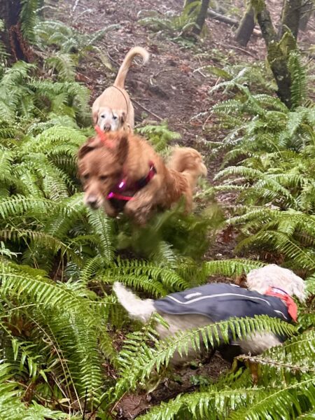 A golden retriever leaps over the ferns on a hillside while two other dogs run around them.