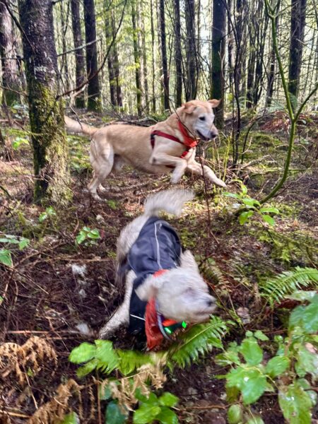 A big yellow lab and a small poodle chase at high speed through the forest.
