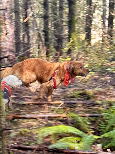A smiling golden retriever runs very fast through the woods, with another dog nearly catching up to them.