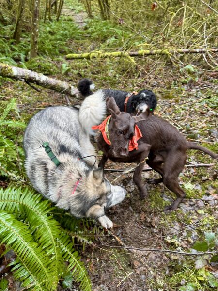 Two big dogs twist and turn around each other as they play fight, on a trail through the woods, and a third dog looks on.